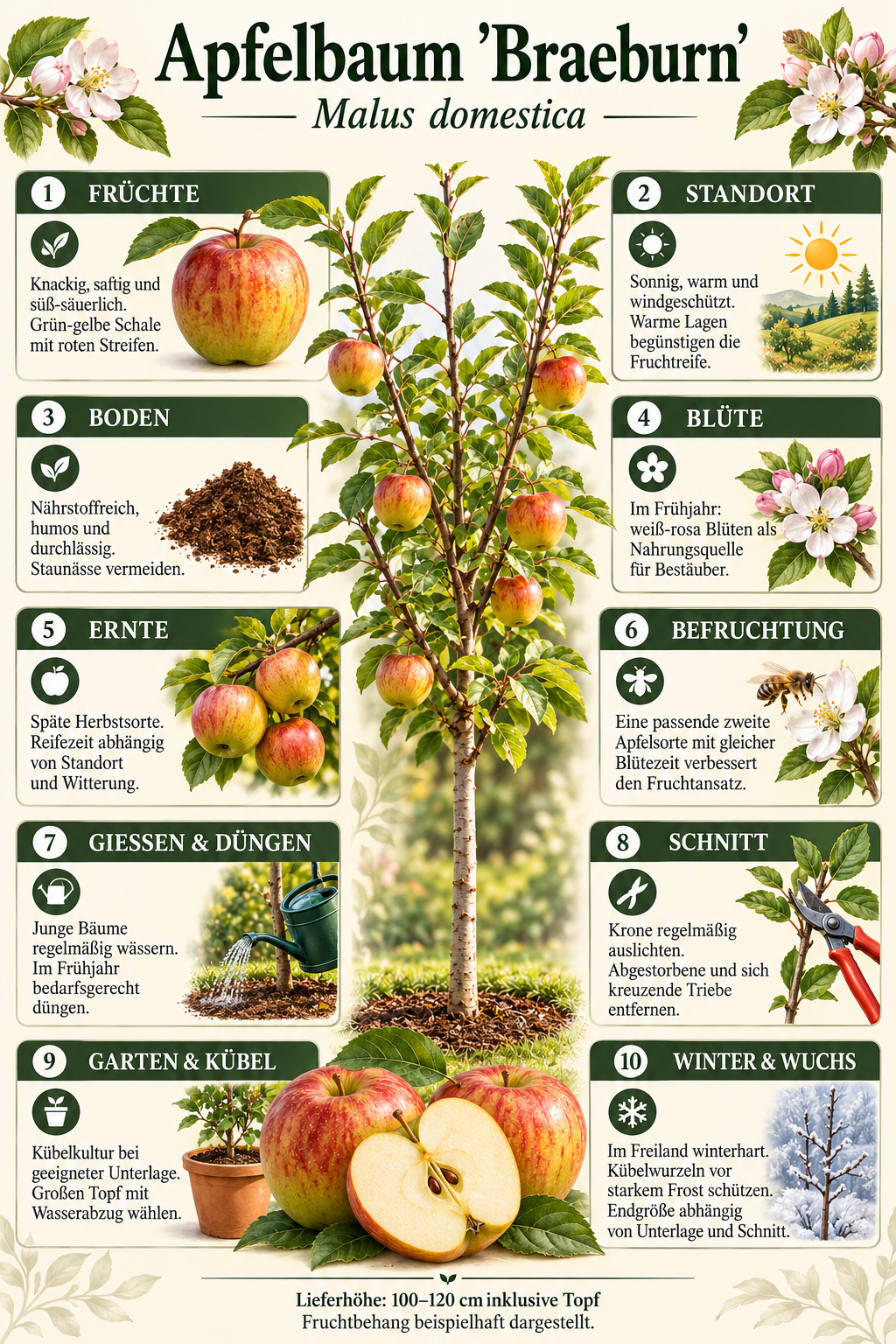 Apfelbaum ‘Braeburn’ Halbstamm – Herbstapfel für den Garten | 100–120 cm inkl. Topf | Malus domestica
