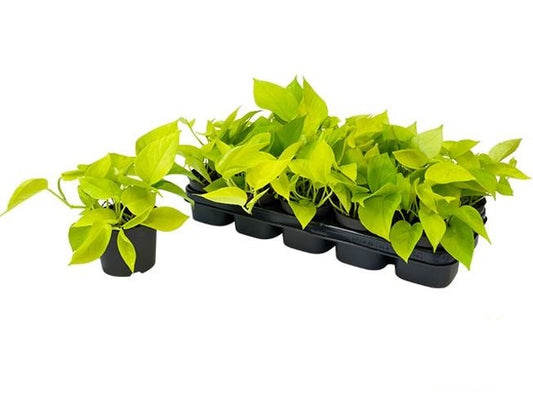 Klassiker für Ihr Zuhause: Epipremnum 'Golden Pothos' - Rankende Efeutute ca. 20 cm - Pflegeleicht & Dekorativ