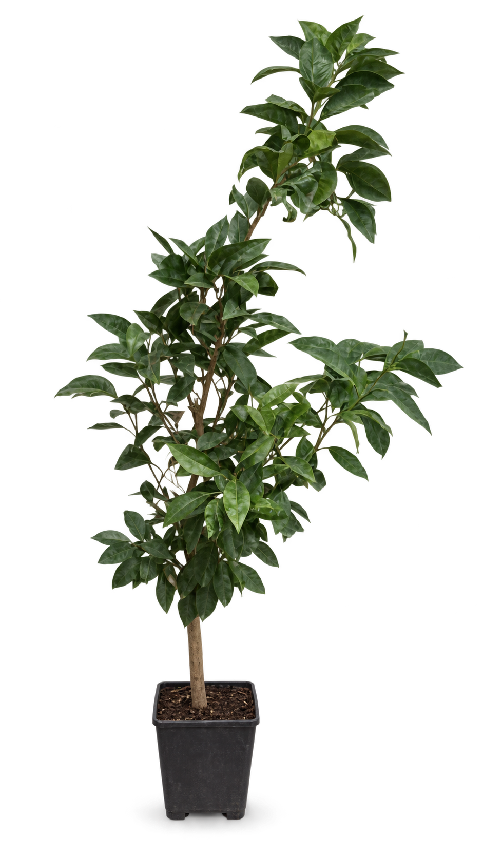 Arancio Newhall Navelorange 100–120 cm – Citrus sinensis Orangenbaum für Terrasse und Wintergarten