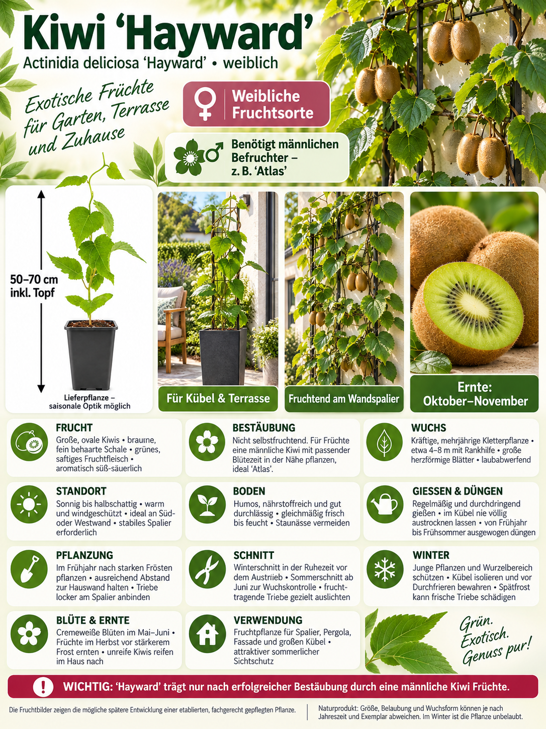 Kiwi ‘Hayward’ 50–70 cm – weibliche Kiwipflanze Actinidia deliciosa für Garten, Terrasse und Spalier