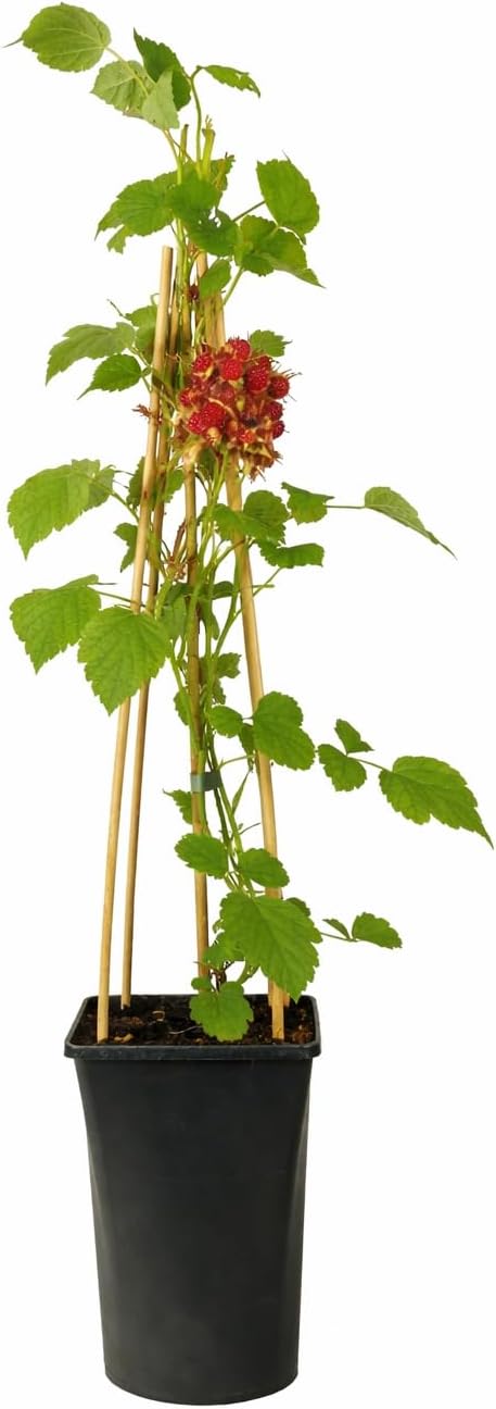Japanische Weinbeere 30–35 cm – Rubus phoenicolasius | Winterharte Japanische Himbeere & süße Kletterbeere für Garten und Balkon