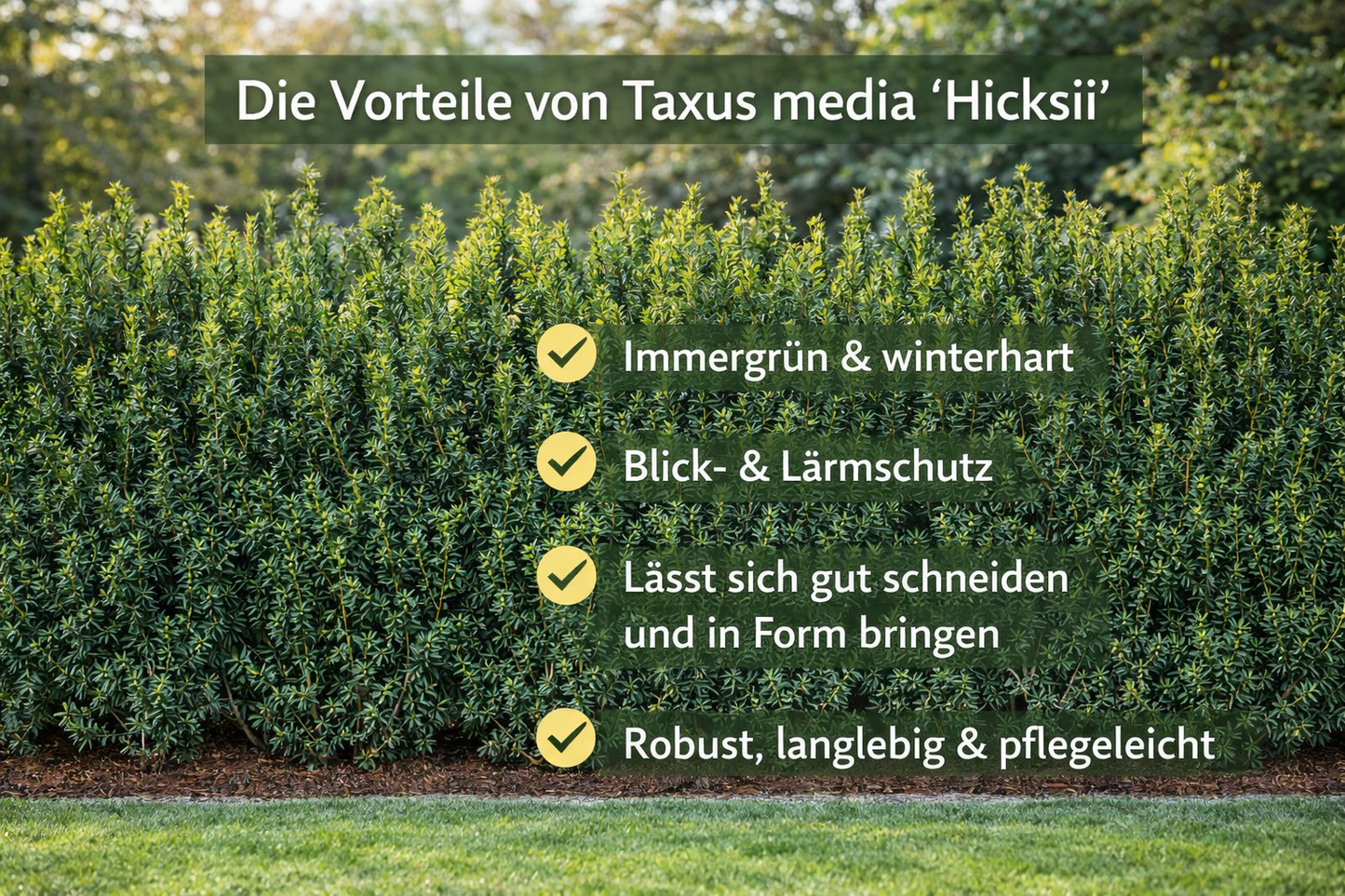 Säulen-Eibe Hicksii 80–100 cm – Taxus media ‘Hicksii’ Heckenpflanze wintergrün blickdicht im Topf