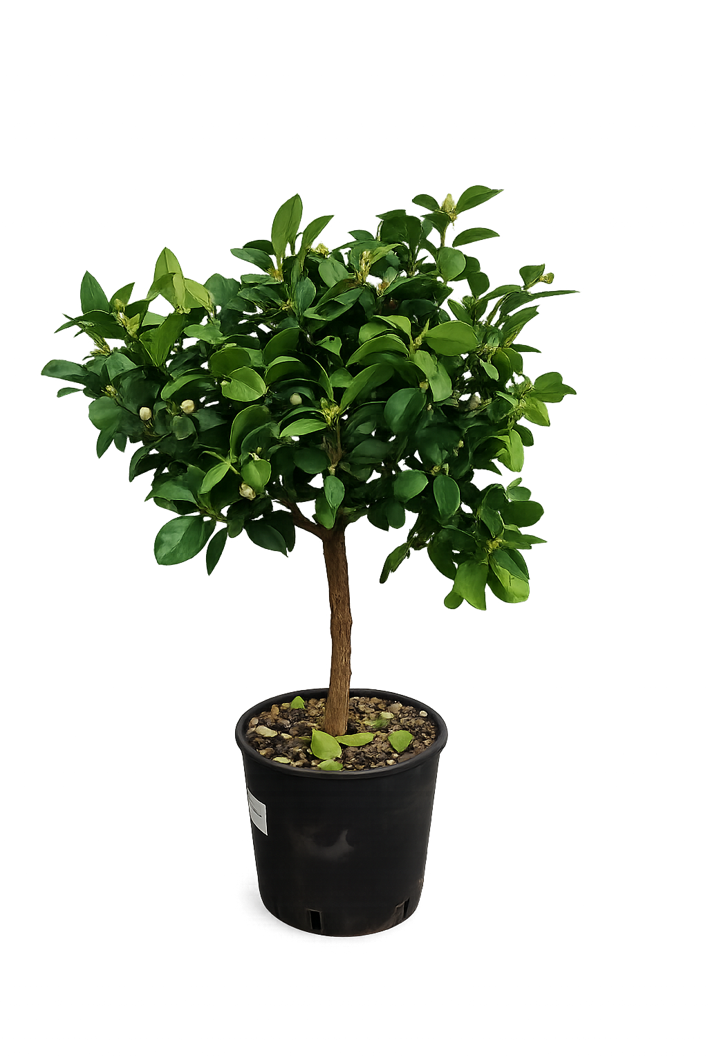 Römische Limette Pursha Citrus limetta Süße Limette Zitruspflanze 70–100 cm Mediterrane Kübelpflanze für Terrasse Garten Wintergarten