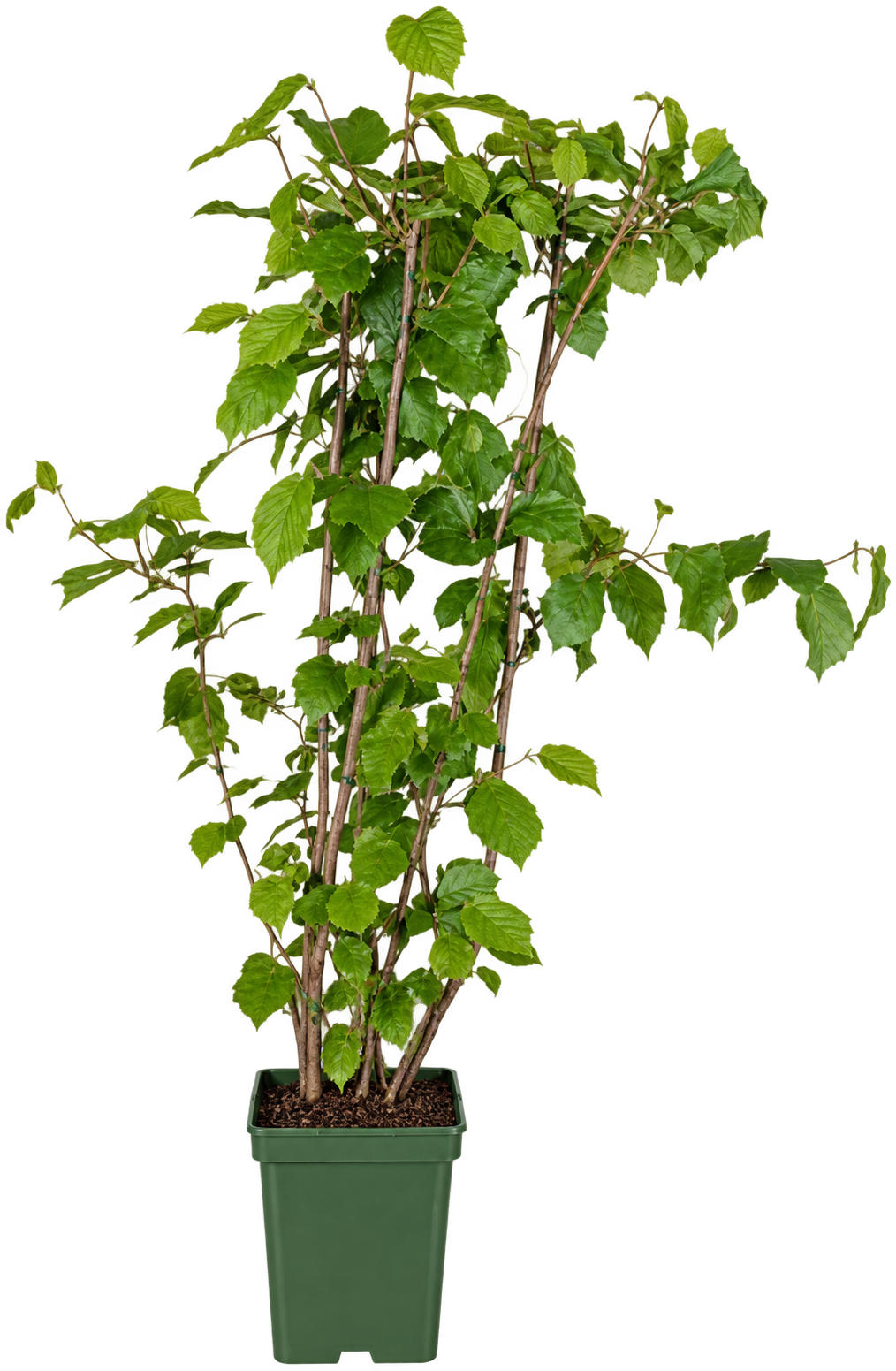 Haselnussstrauch Corylus ‘Nottingham Früheste’ – frühe Haselnuss, ca. 50-70 cm, kräftige Pflanze im Topf