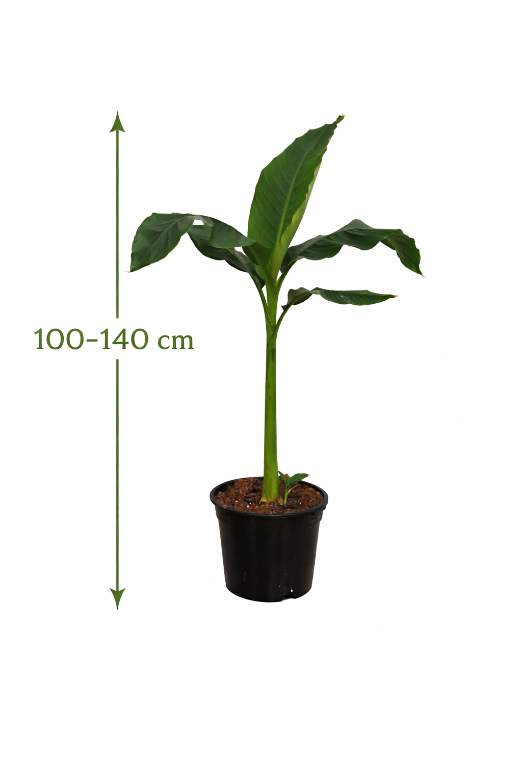 Musa Basjoo Winterharte Banane 100-140 cm Bananenpflanze winterfest sc –  Blumen-Senf®