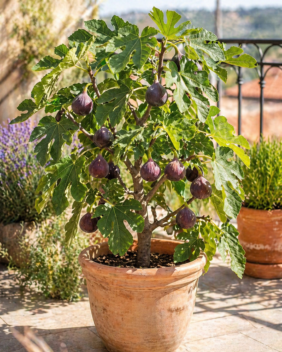 Ficus carica Ronde de Bordeaux Feigenbaum 70–100 cm – Echte Feige winterhart süße Früchte mediterrane Pflanze