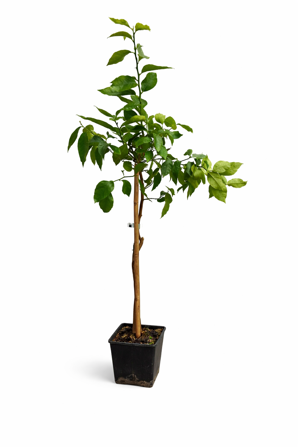 zitronenbaum zimmerpflanze essbar Zitronenbaum Fino 95 (Limonero Fino 95) – Mediterrane Zitruspflanze ca.  100–140 cm inkl. Topf – Echter Zitronenbaum für Garten, Terrasse & Balkon