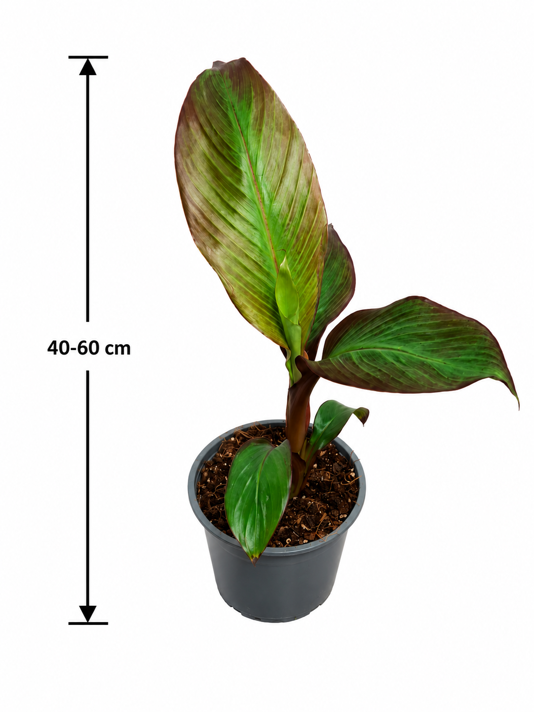 Rote Zierbanane (Ensete ventricosum 'Maurelii') 40–60 cm – Rotblättrige Bananenpflanze | Abessinische Banane | Exotische Kübelpflanze