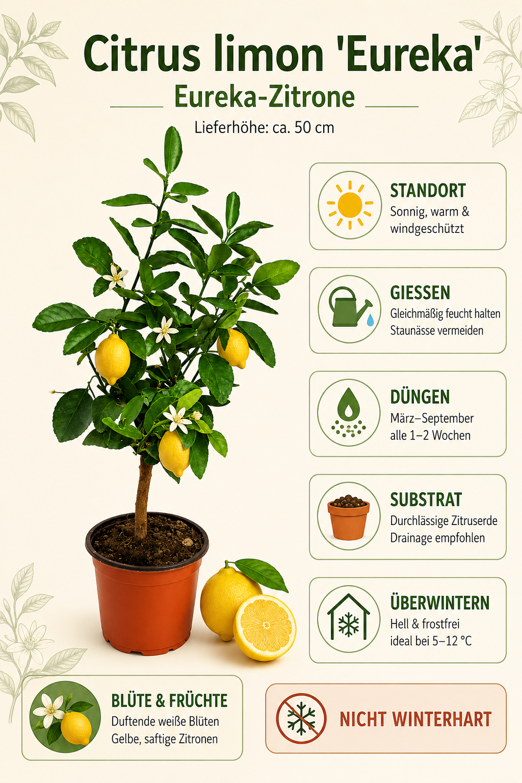 Zitronenbaum Eureka als Stämmchen ca. 50 cm – Citrus limon, mediterrane Zitruspflanze für Balkon und Terrasse