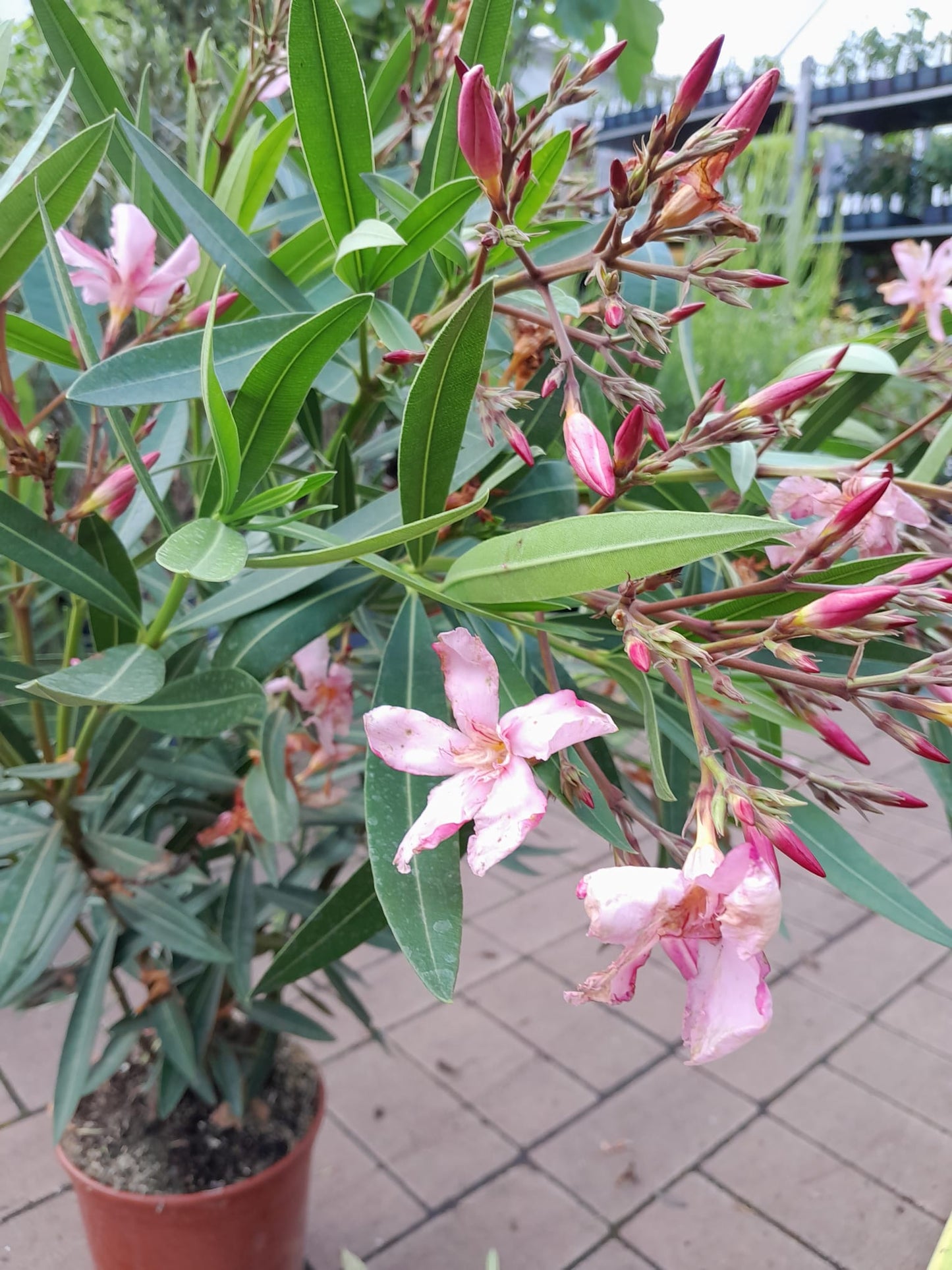 Oleander 80-100 cm Nerium oleander Rosa -Emile