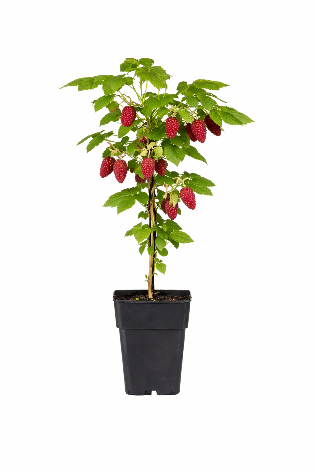 Himbeere-Brombeere Kreuzung - Rubus 'Tayberry'