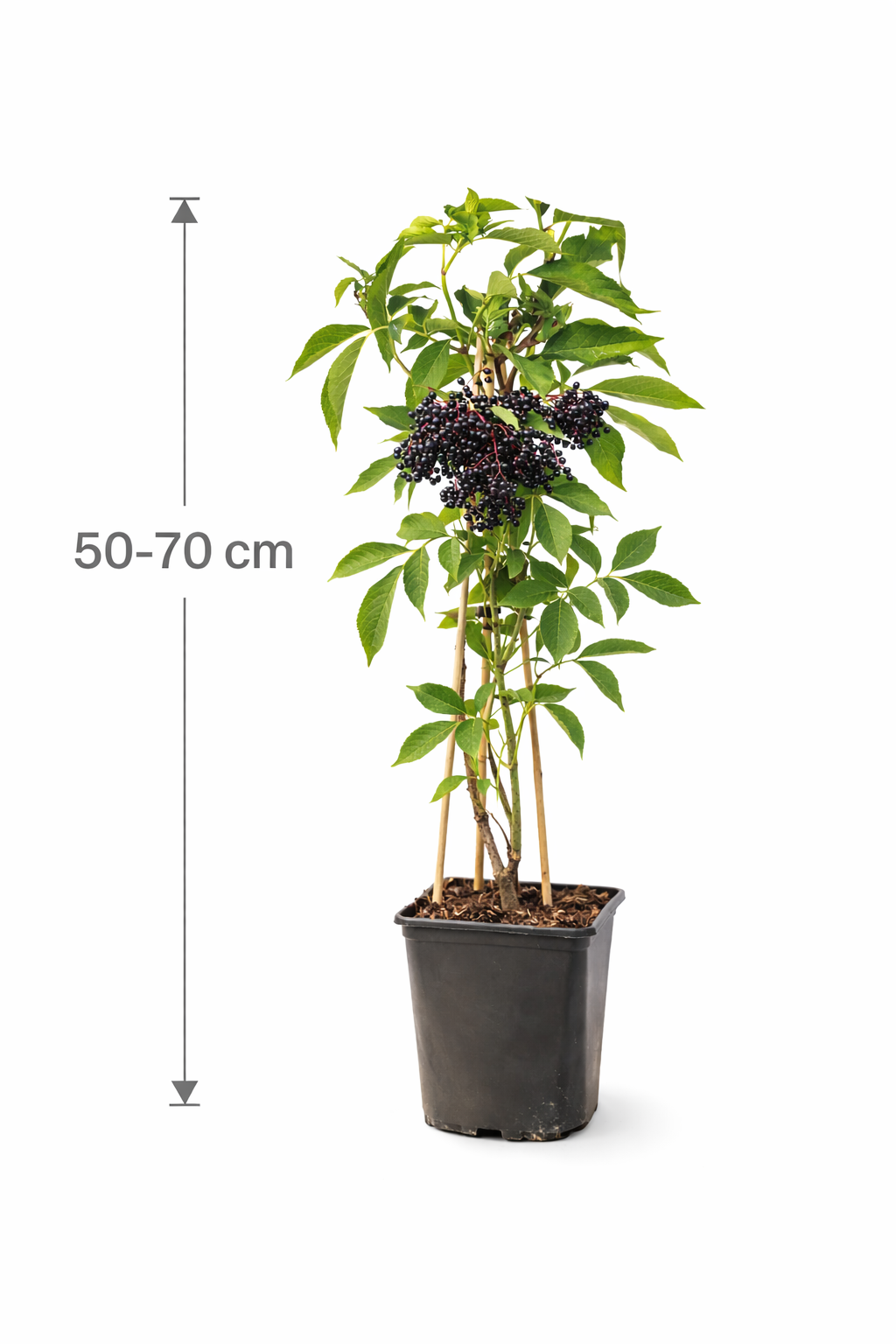 Holunder Haschberg 50–70 cm – Schwarzer Holunder (Sambucus nigra Haschberg) – Ertragreiche Beerenpflanze