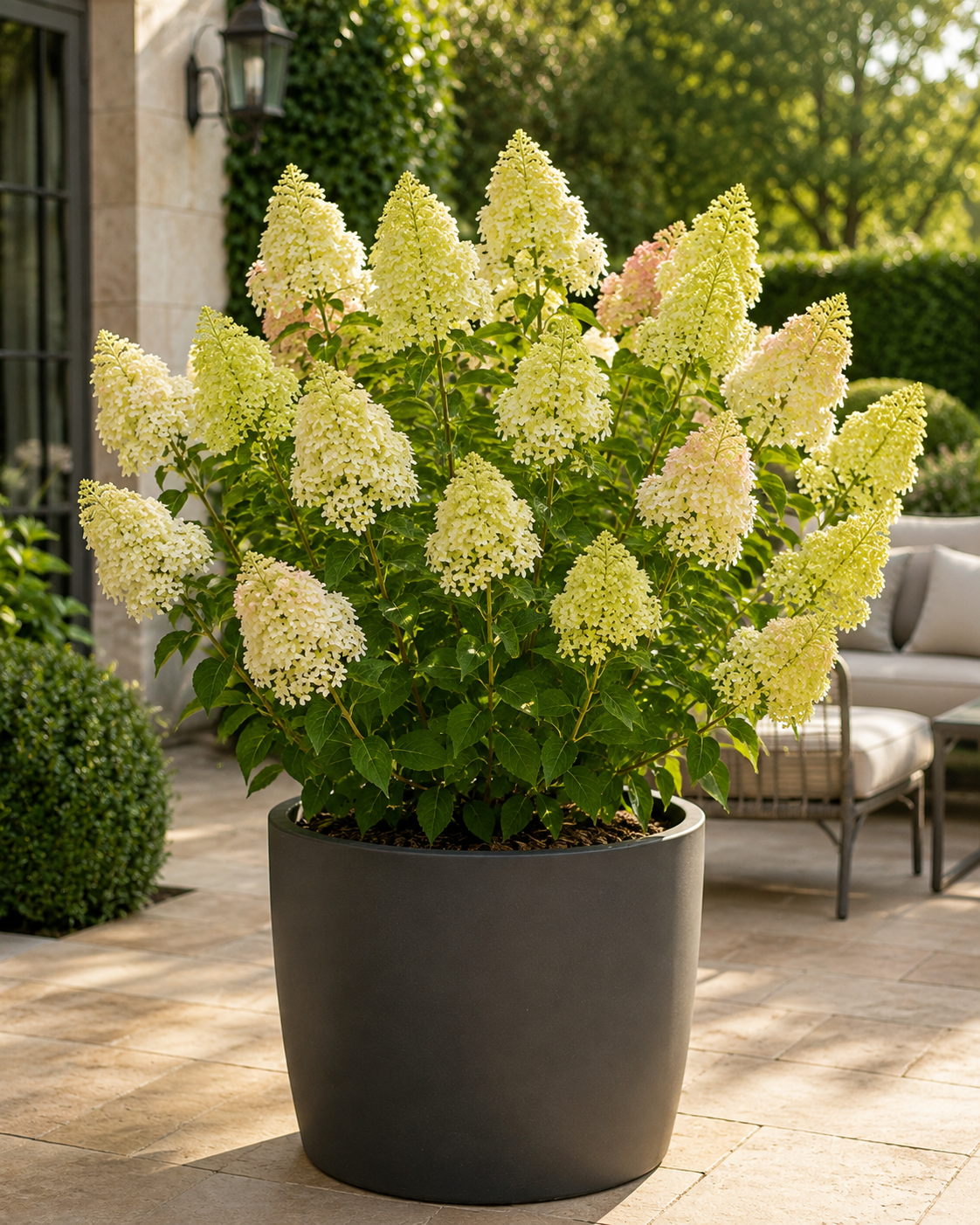 Rispenhortensie Limelight – Hydrangea paniculata im 2-Liter-Topf – winterharte Gartenhortensie