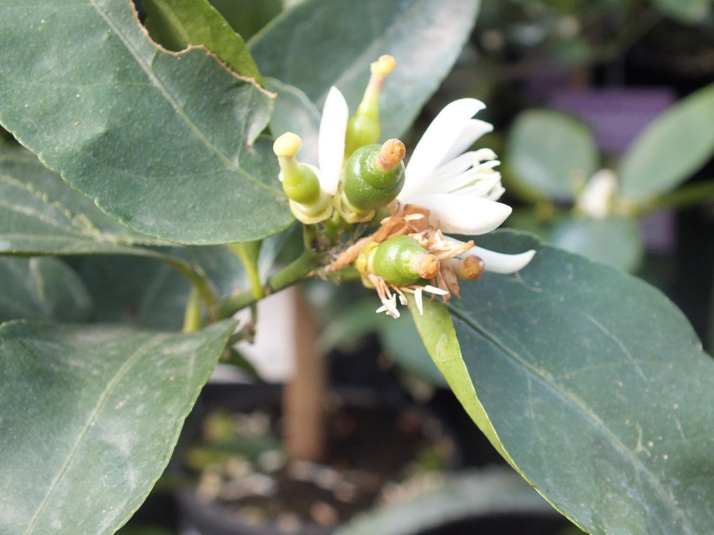 Limettenbaum - Lima Verde, Caipirinha Limette