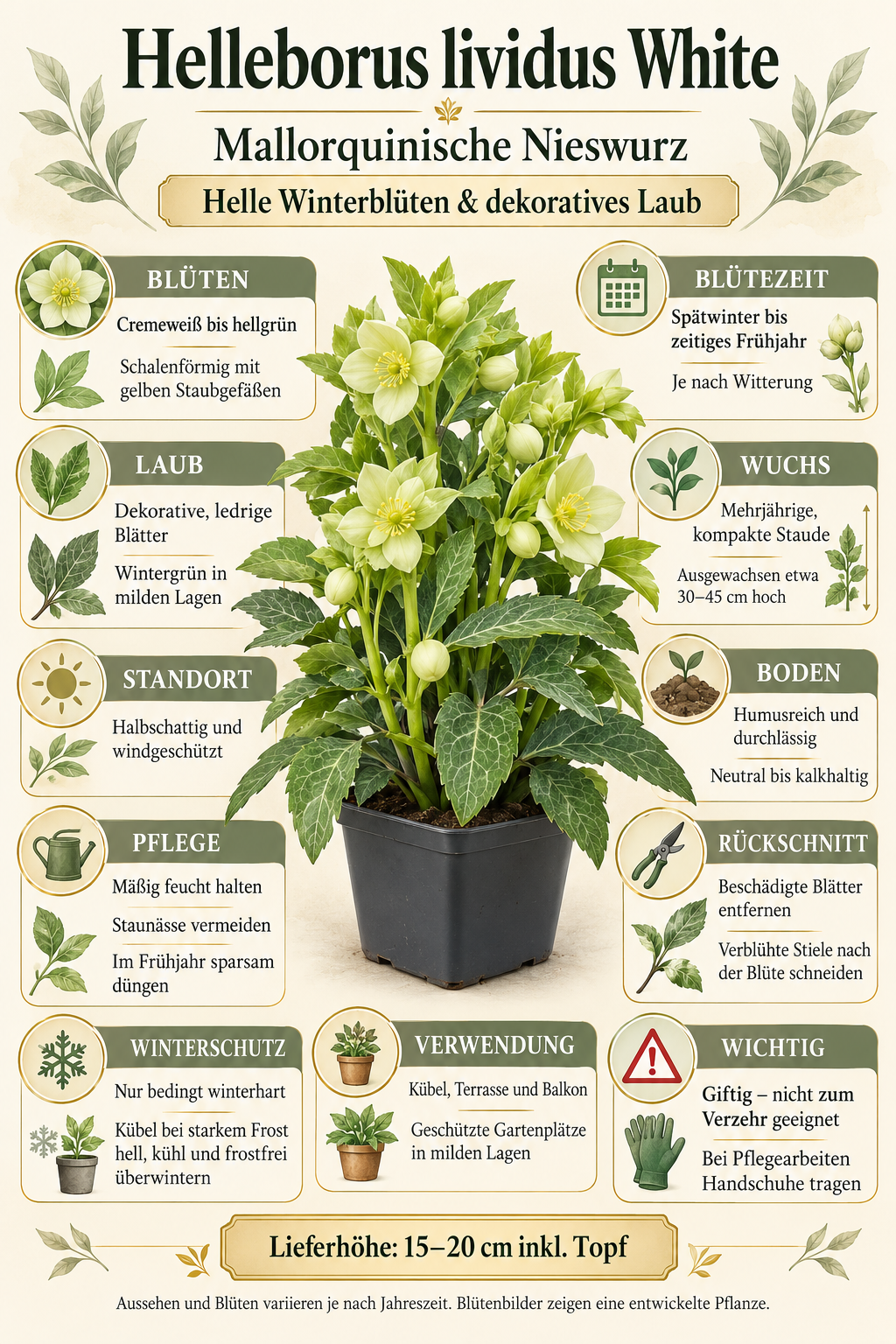 Helleborus lividus ‘White’ – Mallorquinische Nieswurz, weiß blühende Staude für Terrasse & Kübel – 15–20 cm inkl. Topf
