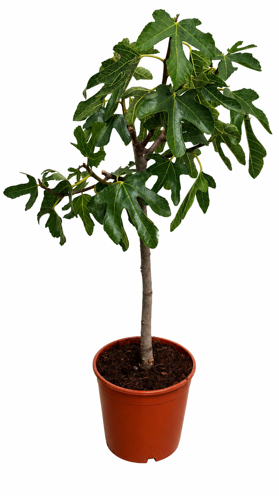 zimmerpflanze feigenbaum Ficus carica ‘Napolitana’ Feigenbaum 70–100 cm – Winterharte Echte Feige  für Garten, Terrasse & Kübel
