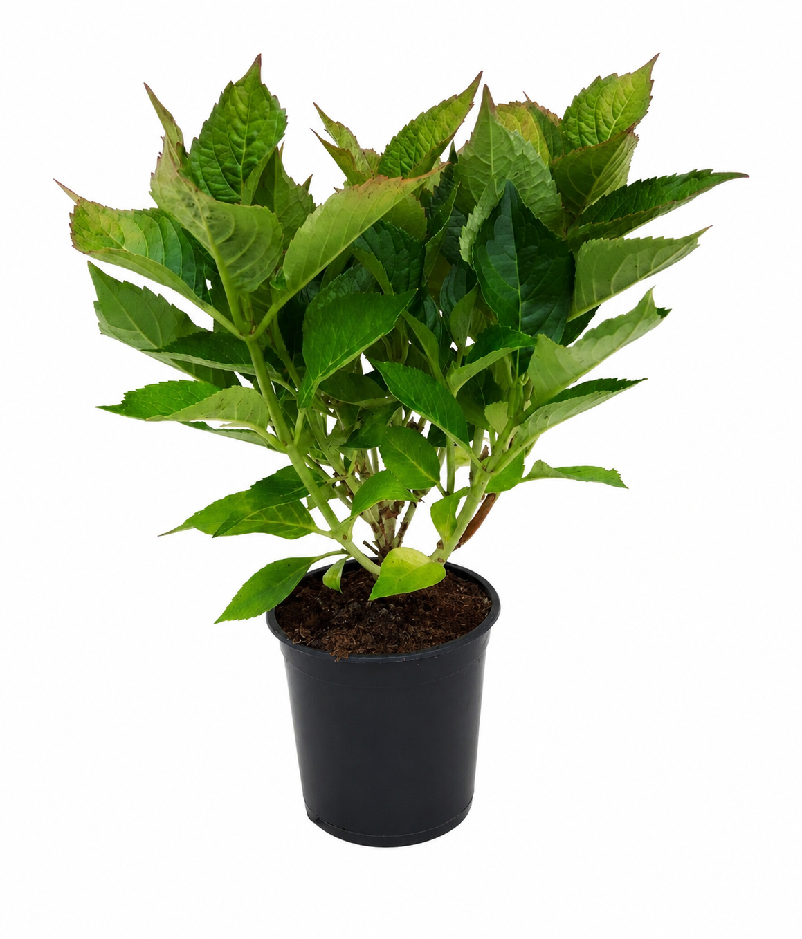 Hortensie ‘Alpenglühen’ – rote Bauernhortensie Hydrangea macrophylla im 2-Liter-Topf