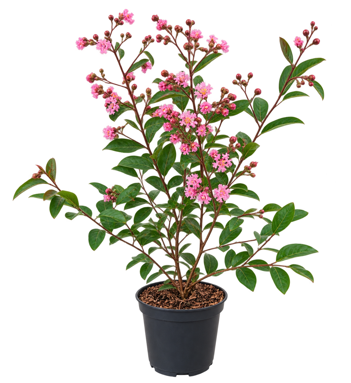 Lagerstroemia indica Petite Red 40–60 cm – Rote Zwerg-Kreppmyrte im 2,5-Liter-Topf – Flieder des Südens für Garten und Kübel