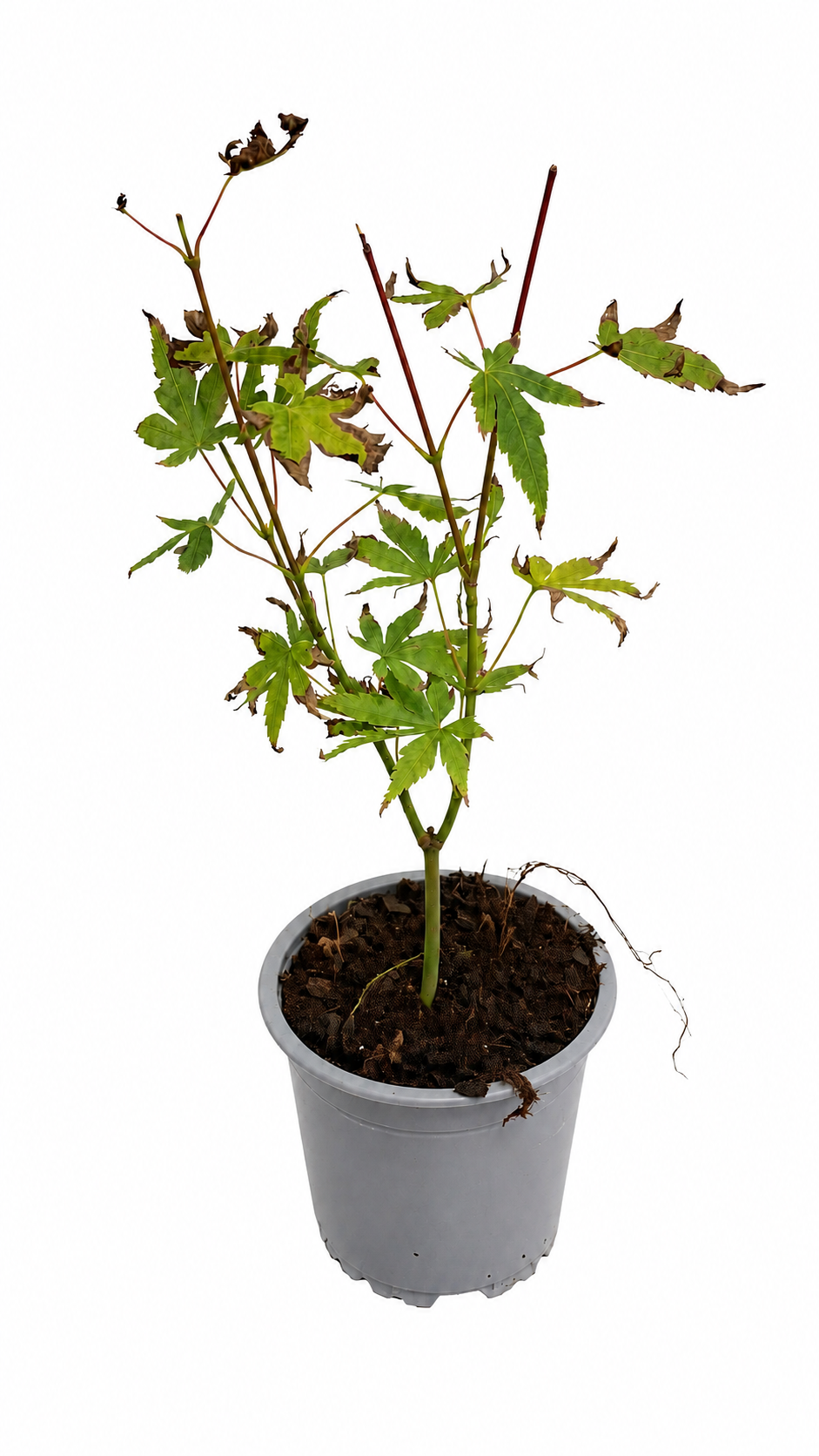 Acer palmatum ‘Seiryu’ ca. 30 cm – Japanischer Fächerahorn, grüner Schlitzahorn für Garten und Kübel