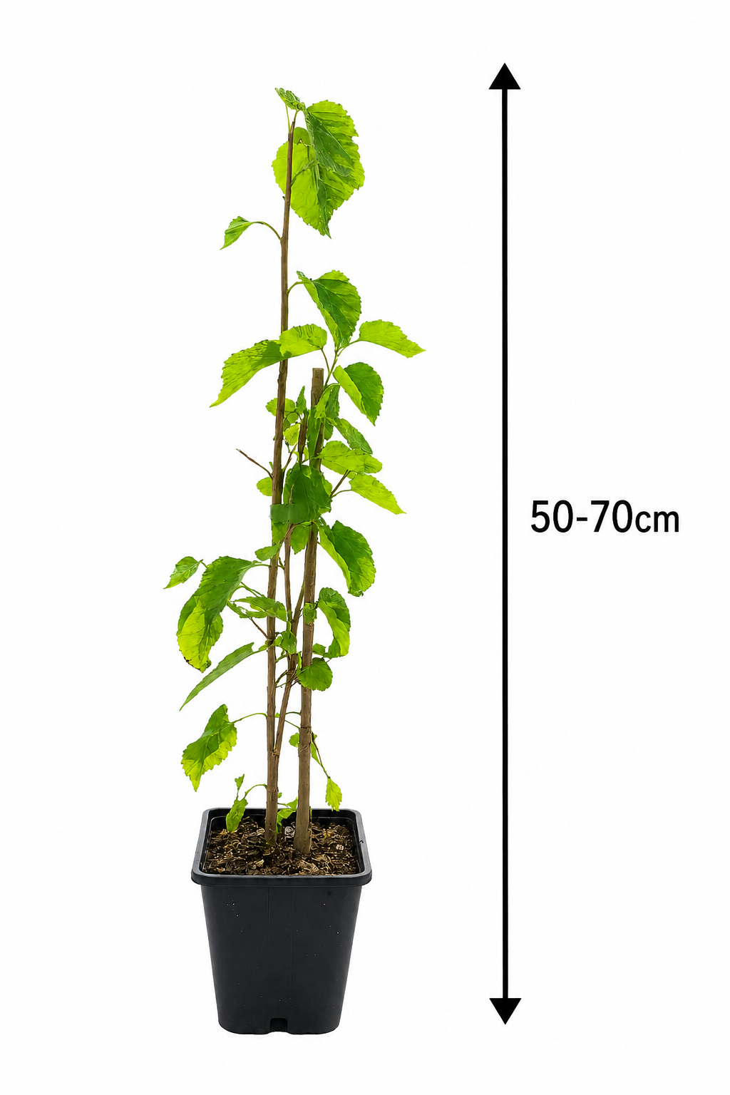 Bílá moruše cca. 40 cm Morus alba 'Macrophylla' rostlina moruše