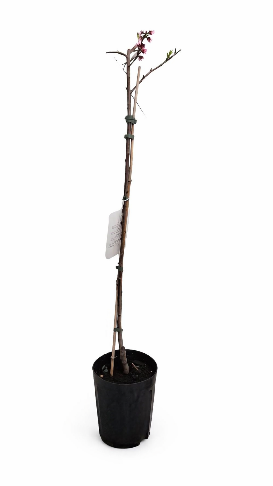 Prunus persica Fayette Pfirsichbaum 120–140 cm – winterharter Pfirsichbaum, süßer Obstbaum für Garten & Terrasse