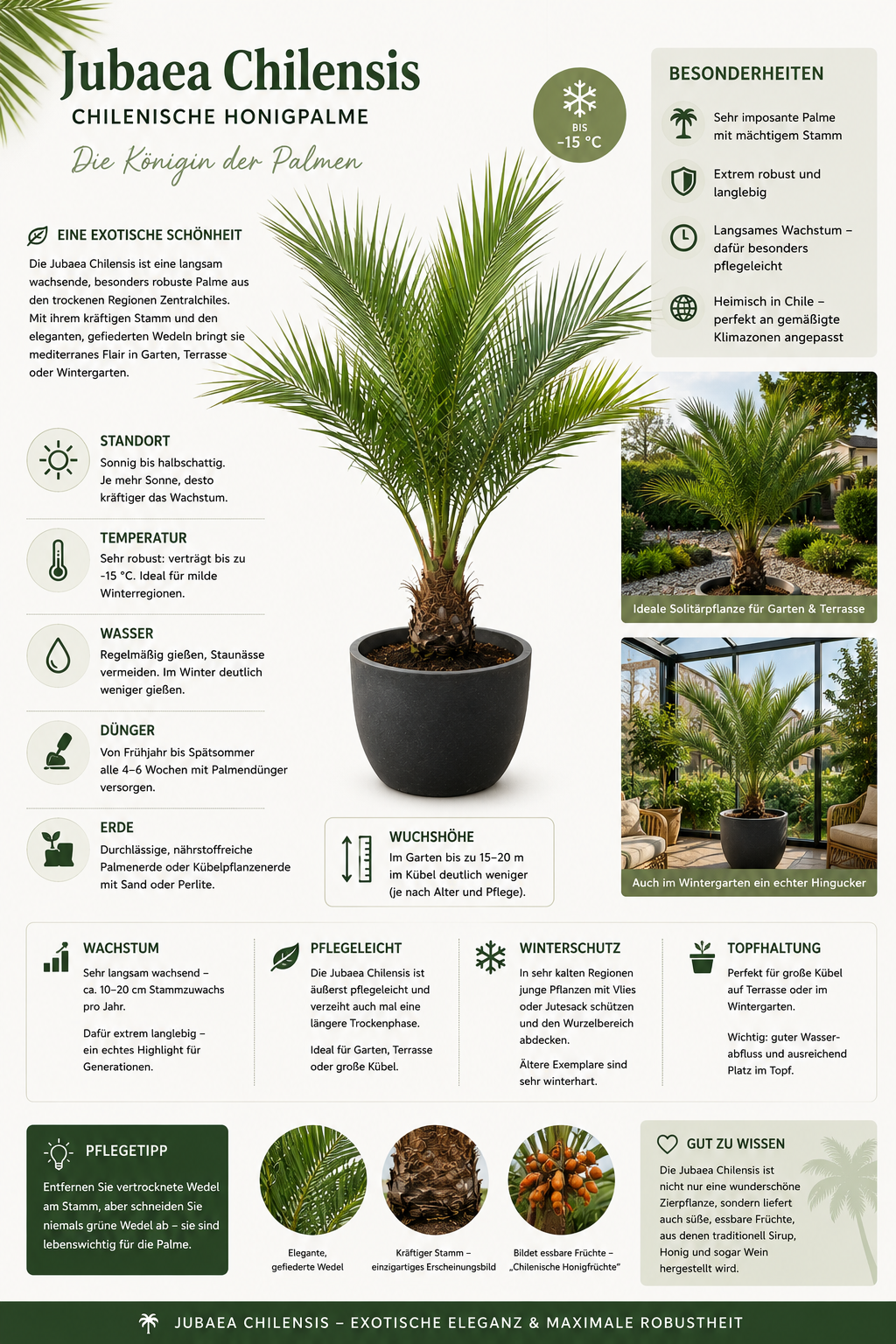 Jubaea chilensis Honigpalme ca. 60 cm – Chilenische Honigpalme, Exotische Palme für Garten, Terrasse & Kübel