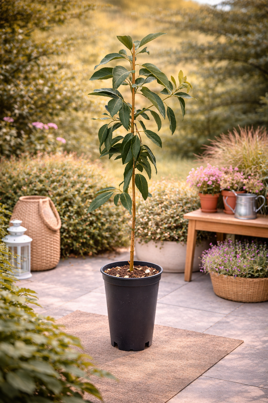 Avocadopflanze Ettinger 130–160 cm | Echter Avocadobaum im Topf, Zimmerpflanze & Kübelpflanze