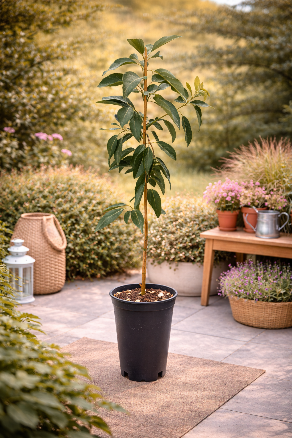 Avocadopflanze „Fuerte“ – Echter Avocadobaum ca. 130–160 cm Höhe im Topf | Avocado Pflanze für Zuhause & Garten