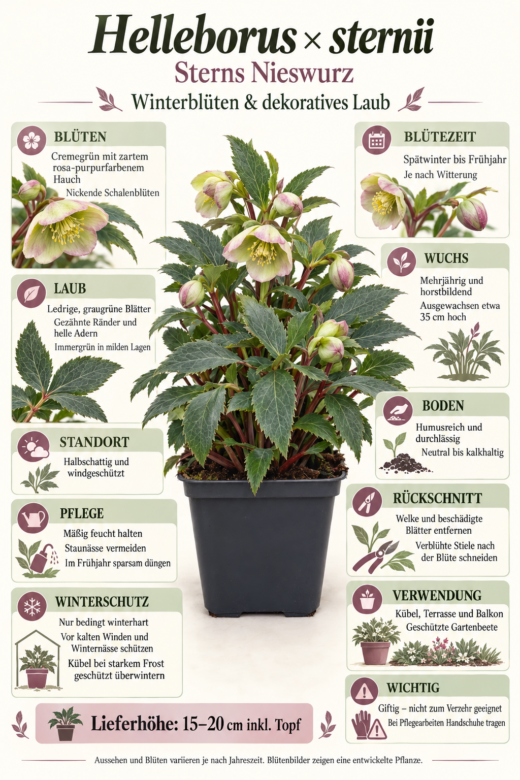 Helleborus × sternii – Nieswurz, immergrüne Blütenstaude für Garten & Kübel – 15–20 cm inkl. Topf