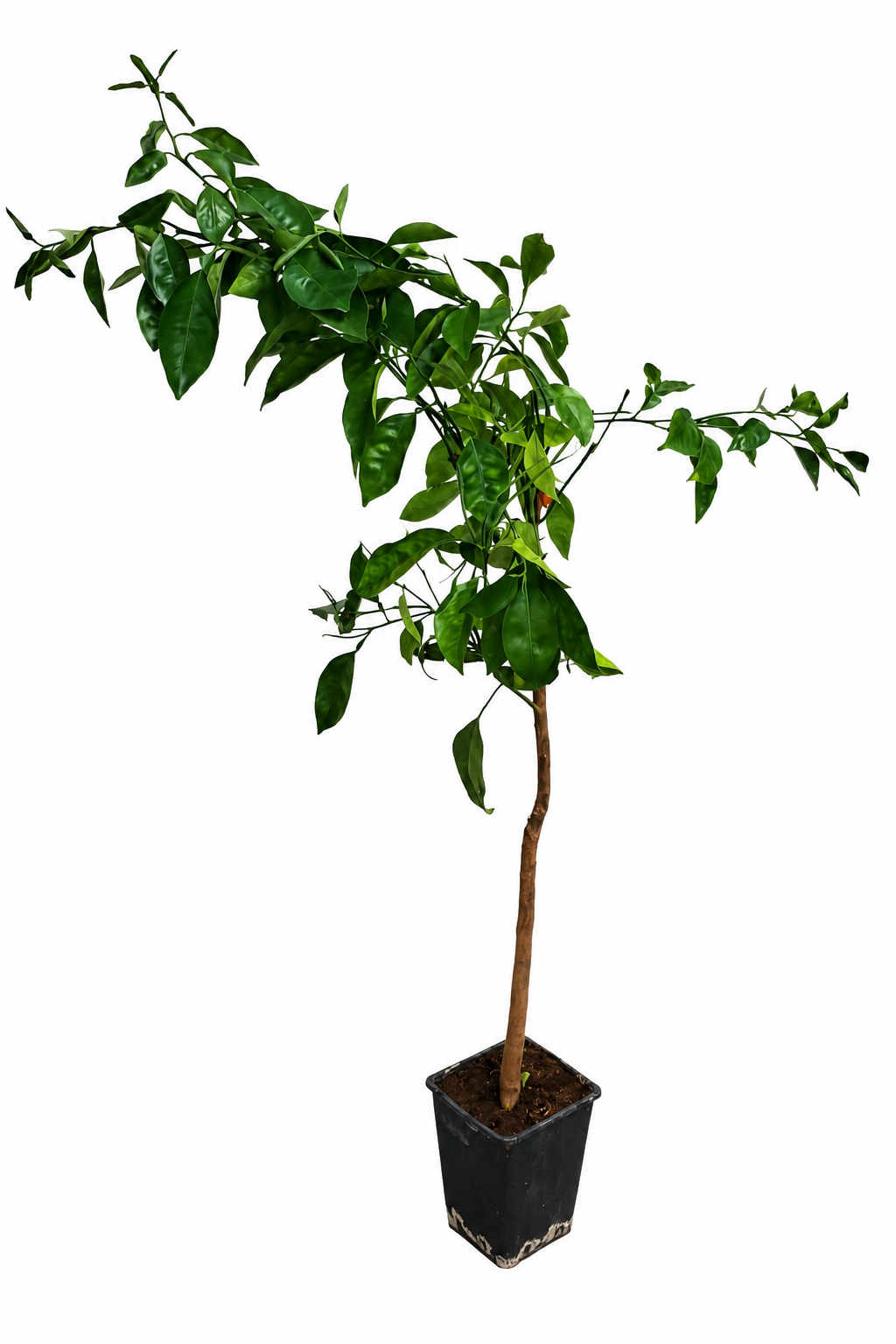 Brasilianische Orange (Citrus sinensis) – Arancio Brasiliano, 100-120 cm