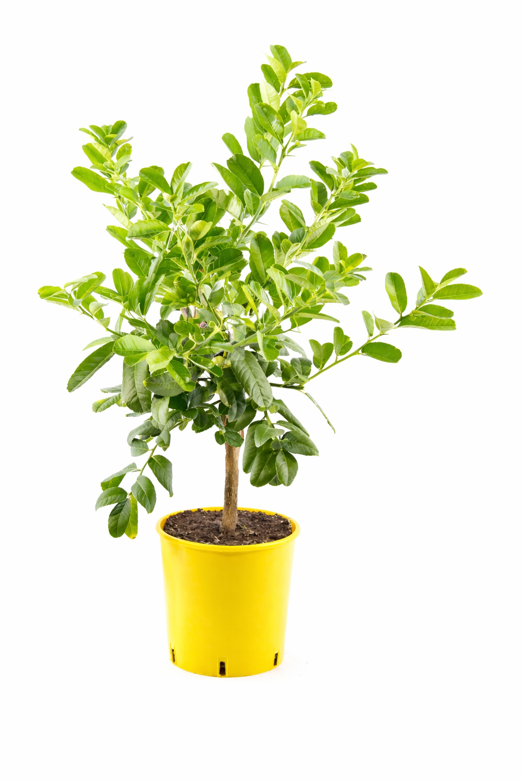 Buddhas Hand Pflanze 70–100 cm – Zitronatzitrone / Fingerzitrone (Citrus medica sarcodactylis) – Exotischer Zitronenbaum für Balkon & Garten