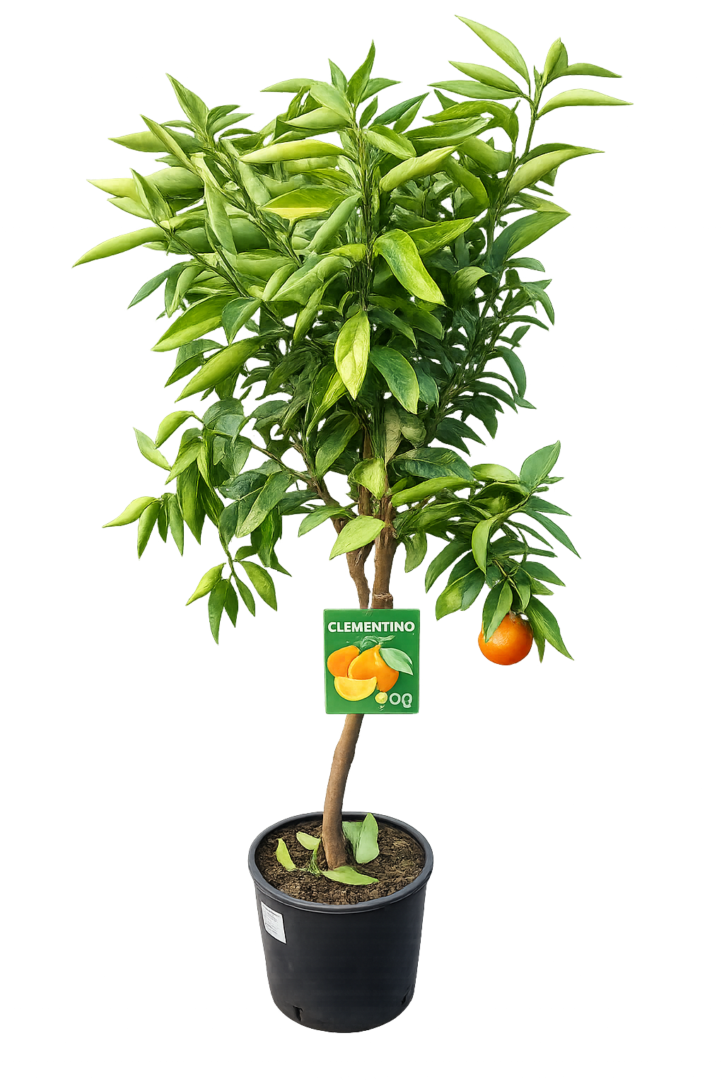 Clementinenbaum Citrus × clementina 130-170 cm – Winterharte Klementine für Garten & Kübel