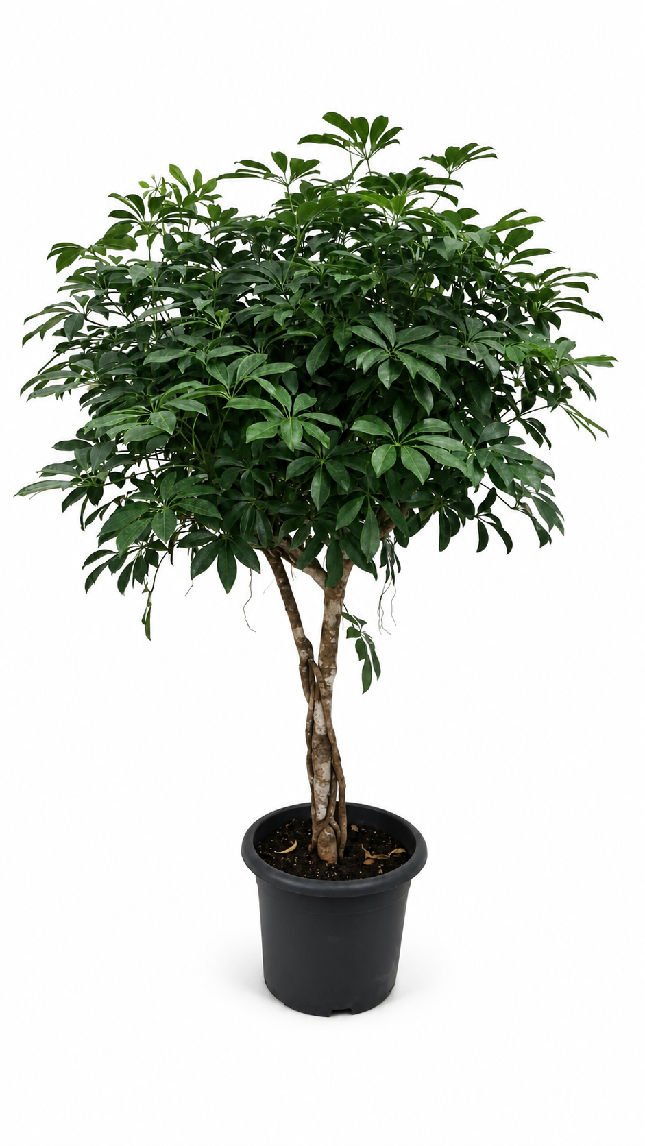 Schefflera arboricola XXL ca. 180 cm – Strahlenaralie mit dickem Stamm, große Zimmerpflanze für Wohnzimmer und Büro