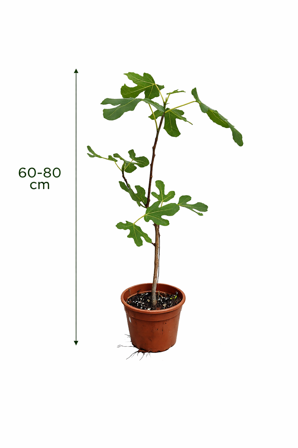 Ficus carica Bornholms diamantový keř 30-40 cm - Fíkovník - Mrazuvzdorná - Zahradní rostlina