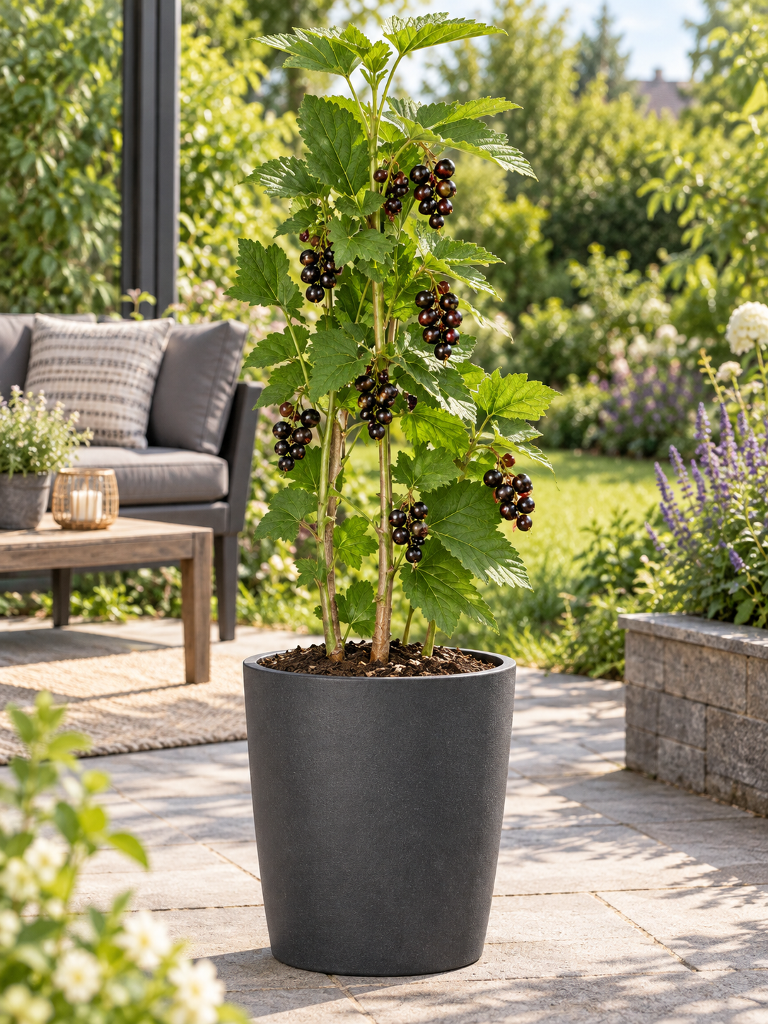 Schwarze Johannisbeere ‘Titania’ 30–35 cm – Ribes nigrum | Winterharter Beerenstrauch für Garten, Balkon und Kübel