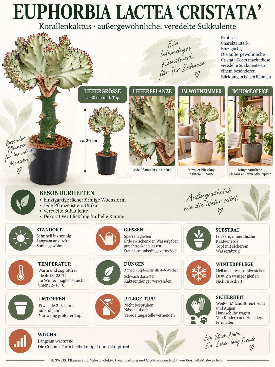 Euphorbia lactea ‘Cristata’ Weiß ca. 30 cm – Korallenkaktus als außergewöhnliche Zimmerpflanze