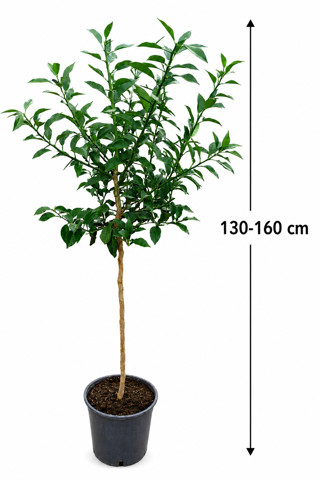 Citrus x junos - Yuzu 130-160 cm - Mrazuvzdorná odrůda citrusů do -12°C - roubovaná / DOPRAVA ZDARMA
