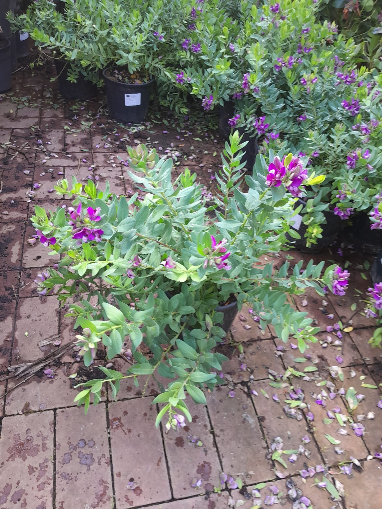 Polygala myrtifolia ca. 50 cm - Kreuzblume - mediterrane Pflanze - Flügelblume