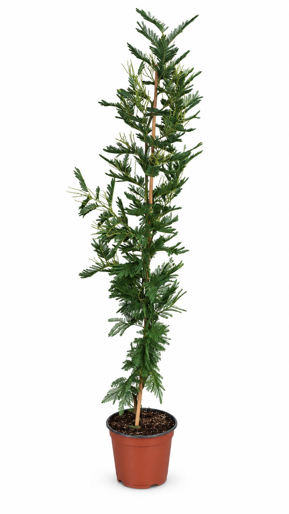 Mimosa dealbata Gaulois Canne cca. 140 cm žlutá mimóza zimní mimóza 'Gaulois'