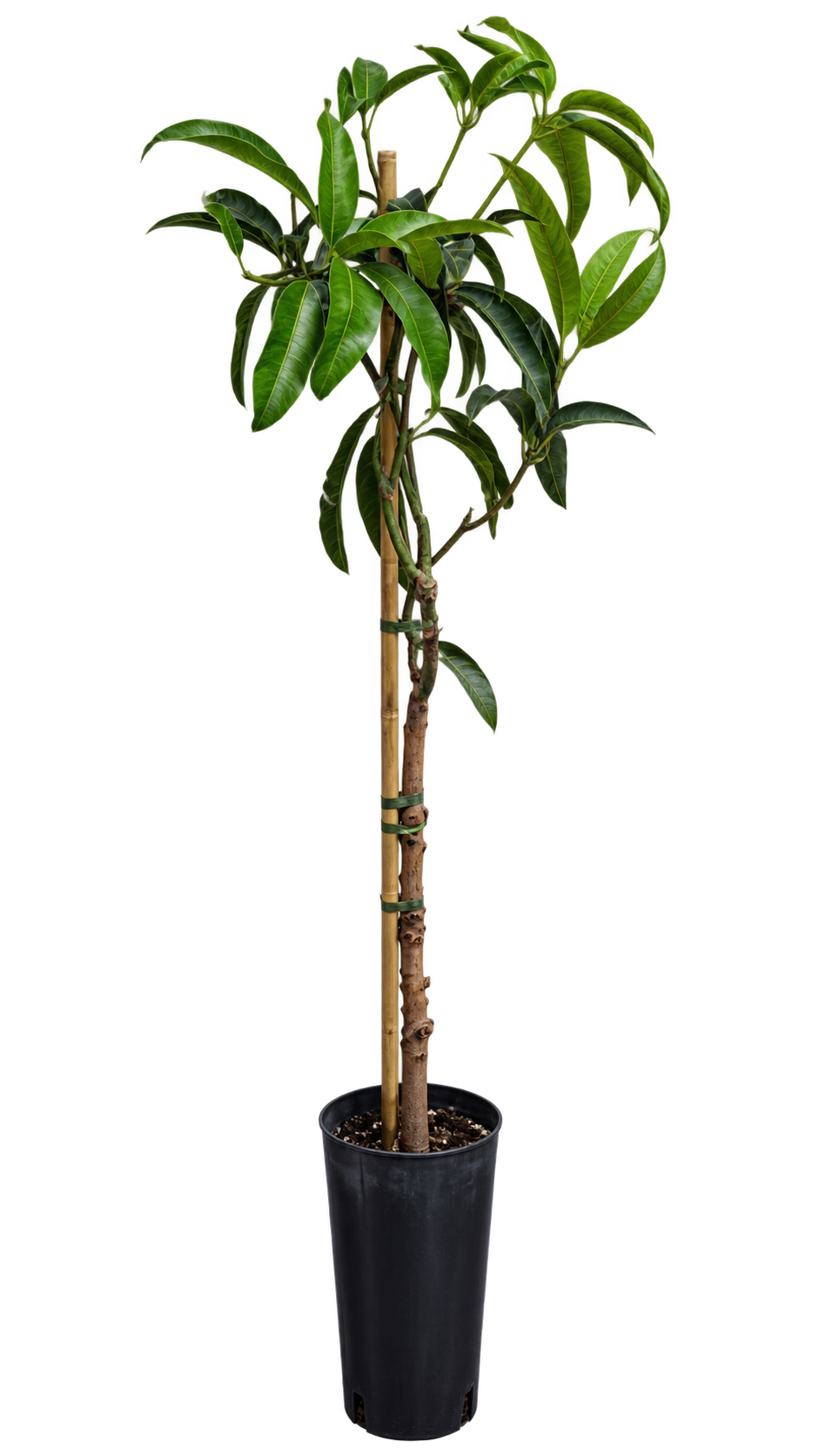 Mangobaum ‘Irwin’ – Mango-Pflanze (Mangifera indica) für Kübel, Terrasse & Wintergarten – 140–180 cm inkl. Topf