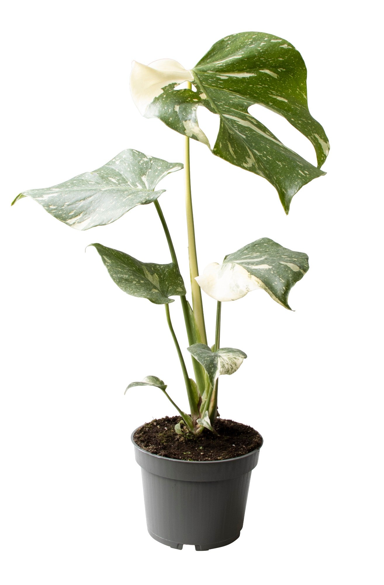 ANGEBOT Monstera Thai Constellation ca. 40 cm – Seltene Zimmerpflanze | Exklusive Variegata-Pflanze für Wohnzimmer & Urban Jungle