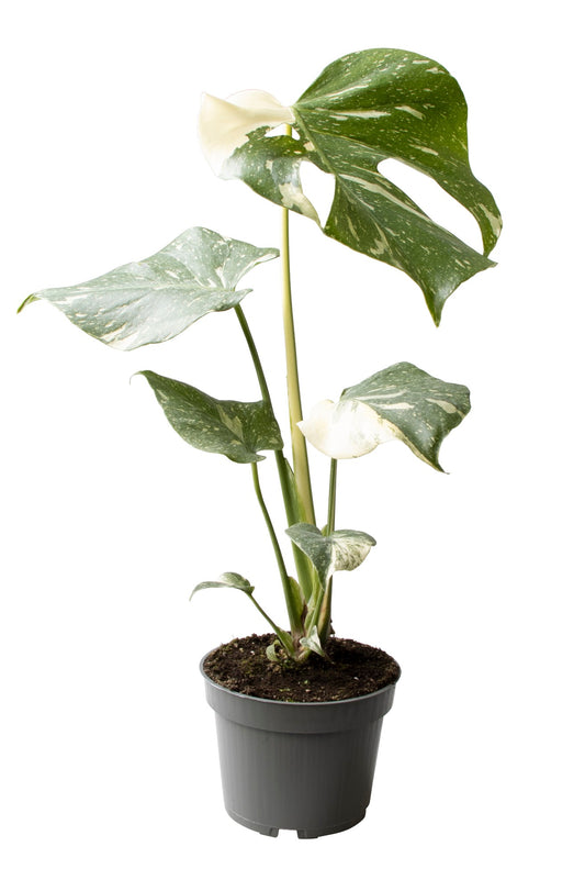 ANGEBOT Monstera Thai Constellation ca. 40 cm – Seltene Zimmerpflanze | Exklusive Variegata-Pflanze für Wohnzimmer & Urban Jungle