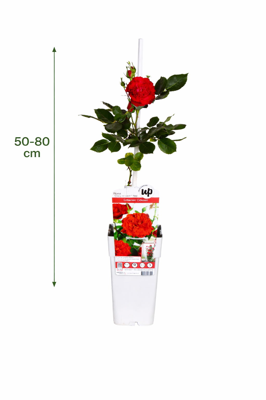 Kletterrose Crazy in Love Rot 50–70 cm – Duftrose, rote Gartenrose, winterhart, rankende Rose für Garten & Balkon