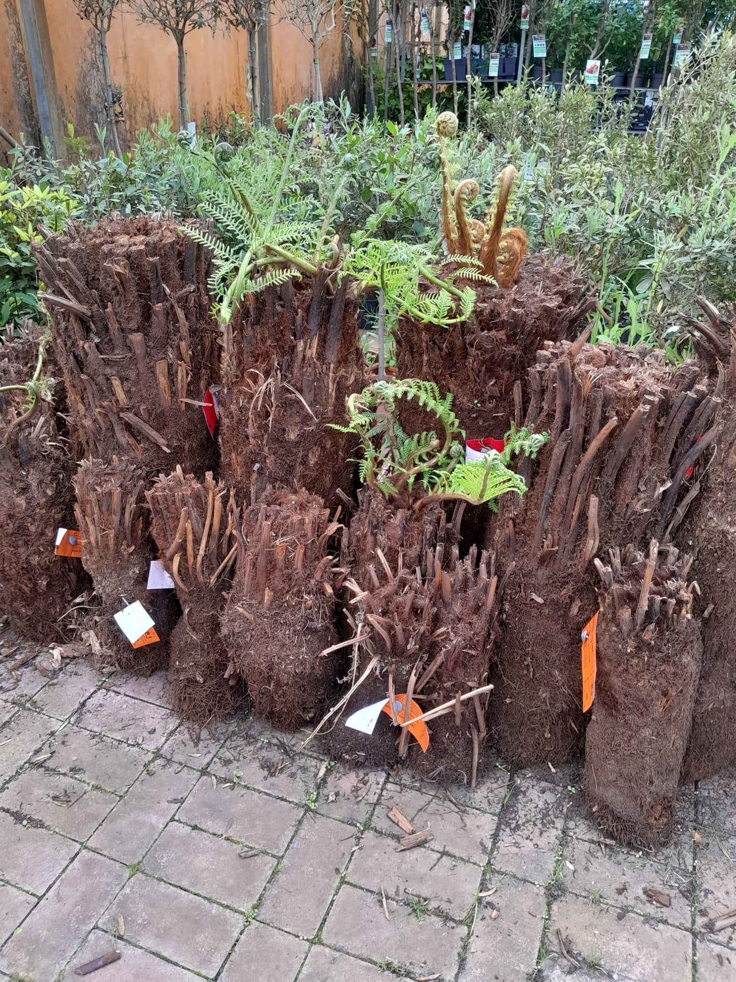 Baumfarn Dicksonia antarctica kahler Stamm 40-50 cm Ein Relikt aus der Urzeit