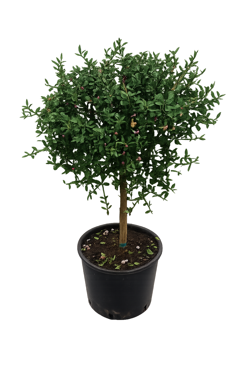 Kaviar-Limette (Microcitrus australasica) – Australische Fingerlimette mit roten Früchten – Exotische Zitruspflanze 70–80 cm inkl. Topf