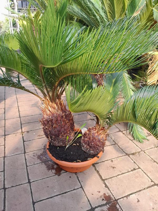 Cycas Revoluta - Schale 2 Pflanzen ca. 60 cm - Exotische Eleganz für Ihr Zuhause