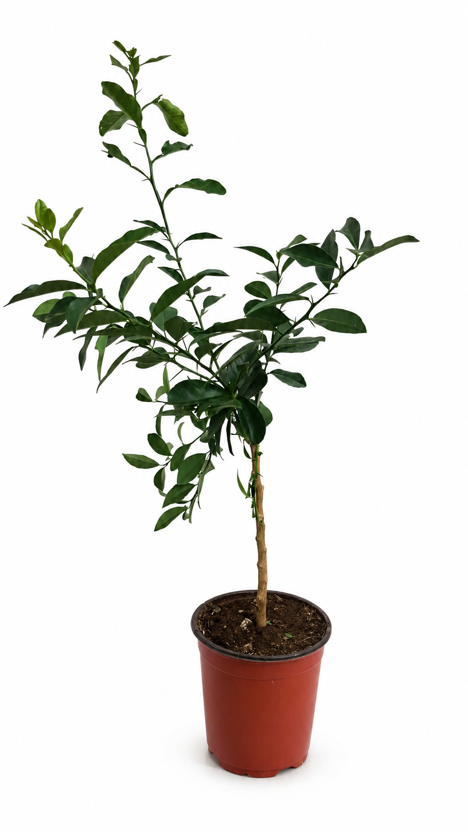 Arcobal Regenbogen-Orange als Stämmchen ca. 50 cm – Citrus sinensis, außergewöhnliche Zitruspflanze für Balkon und Terrasse
