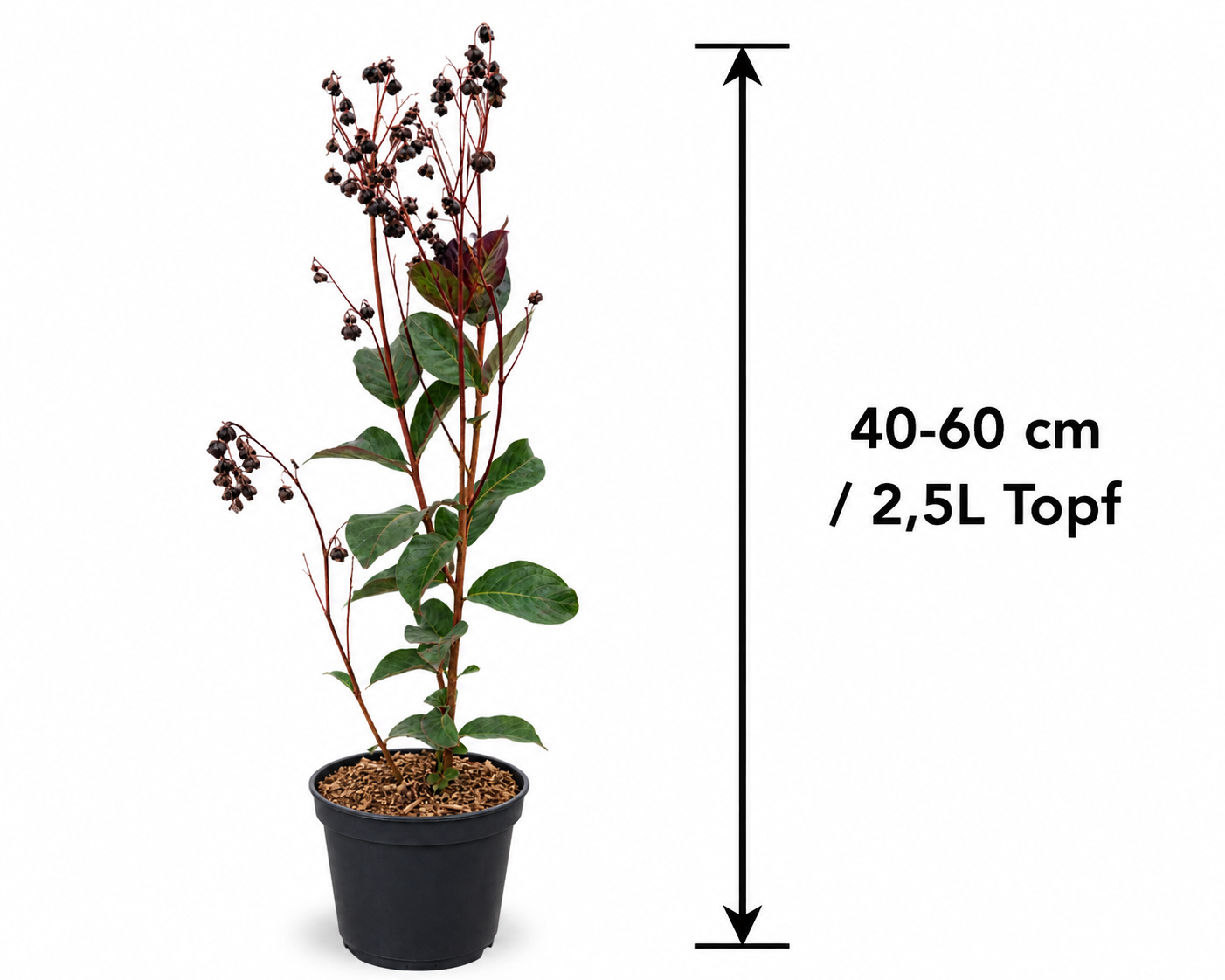 Lagerstroemia indica Rhapsody in Blue 40–60 cm – Violette Kreppmyrte im 2,5-Liter-Topf – Flieder des Südens für Garten und Kübel