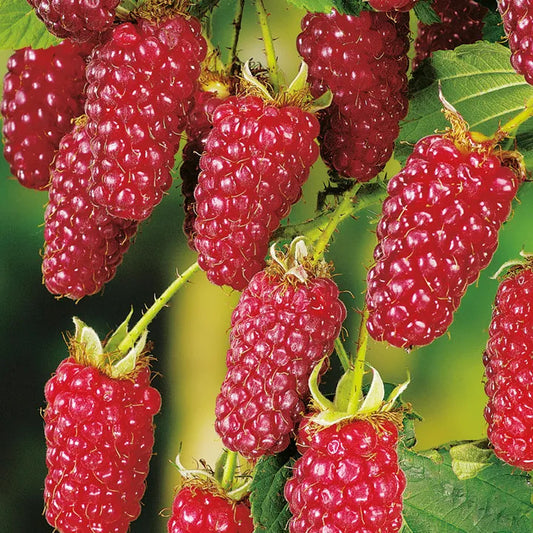 Tayberry Brombeere-Himbeere Kreuzung – Rubus ‘Buckingham Tayberry’ – dornlos, Beerenstrauch 50–60 cm