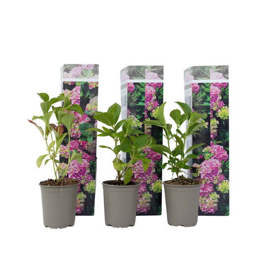 3 Pflanzen im Set Bauernhortensie Hydrangea Early Pink – Rosa Gartenhortensie, winterhart, Blühpflanze im Topf